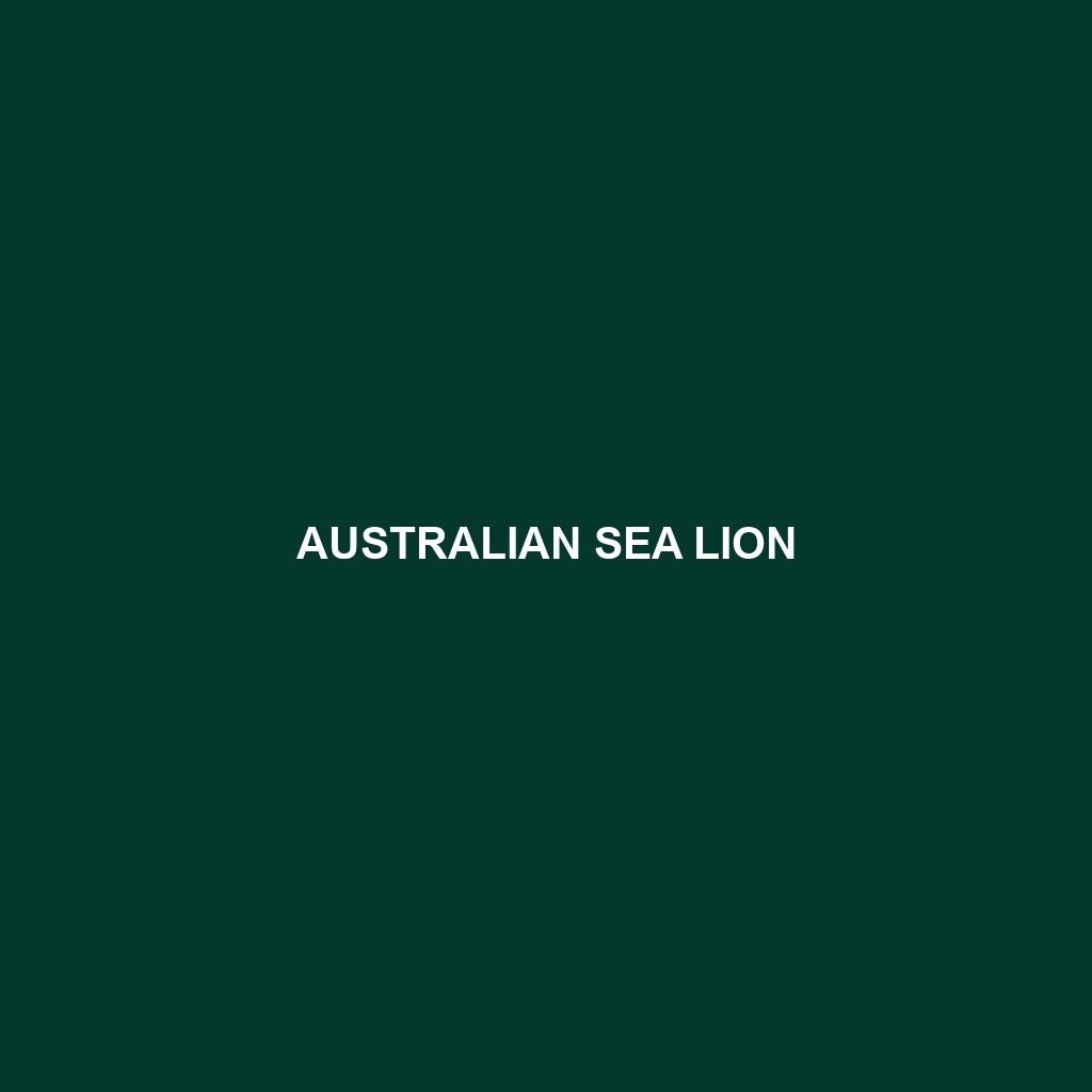 Australian Sea Lion