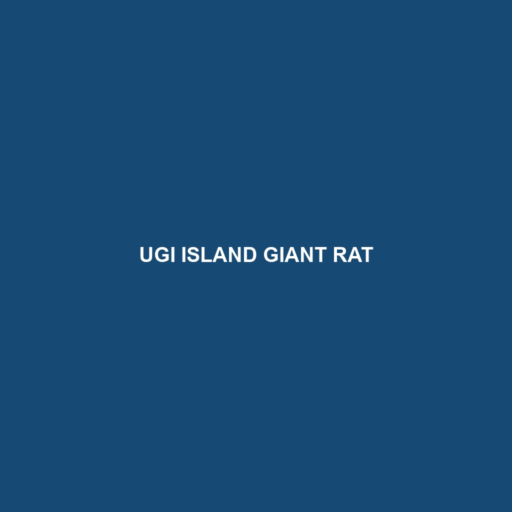 Ugi Island Giant Rat