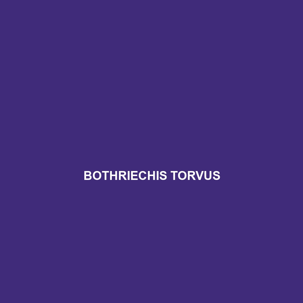 Bothriechis torvus