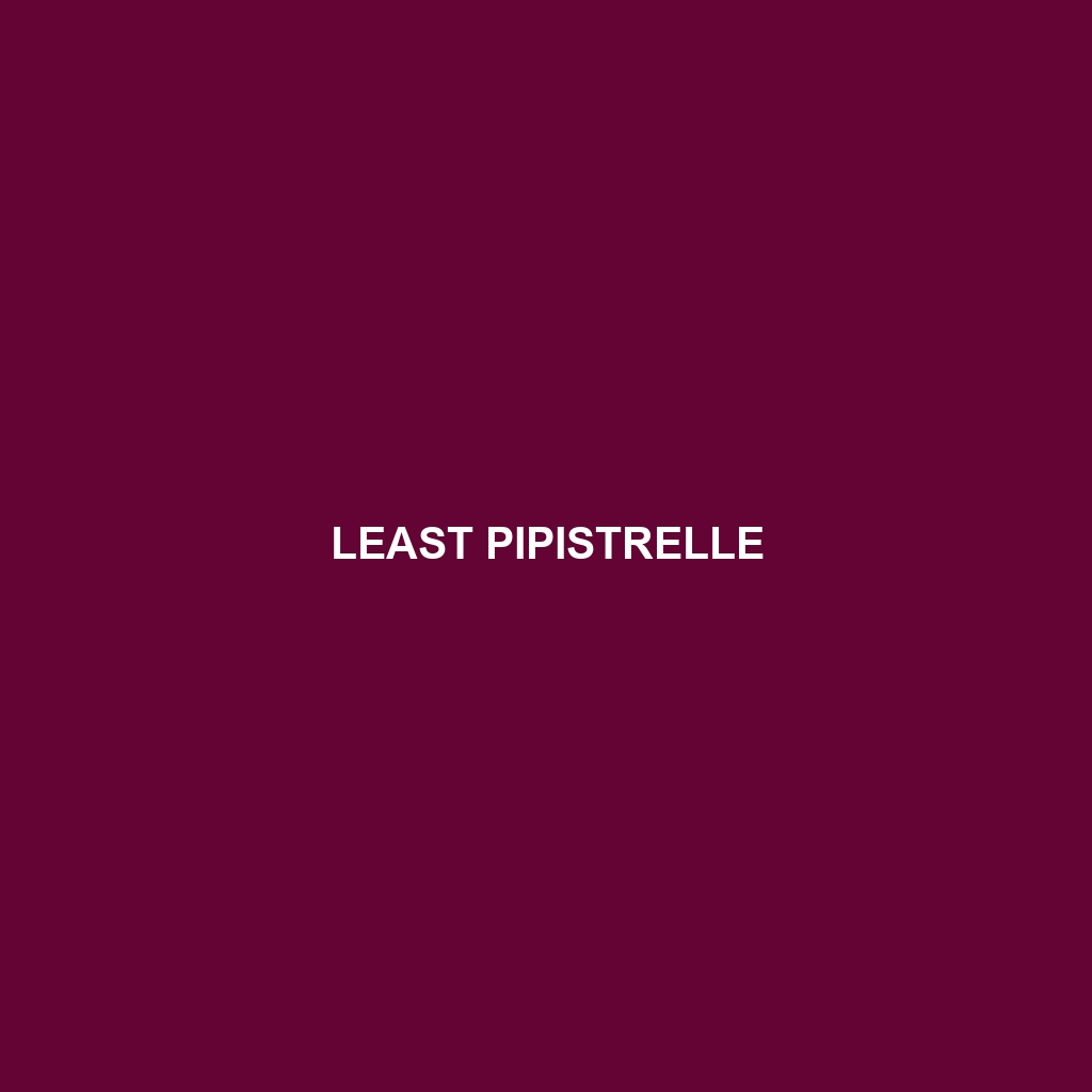 Least Pipistrelle