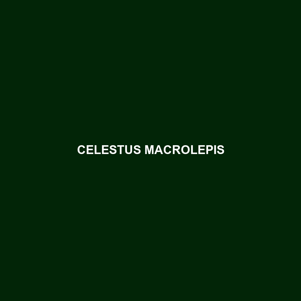 Celestus macrolepis