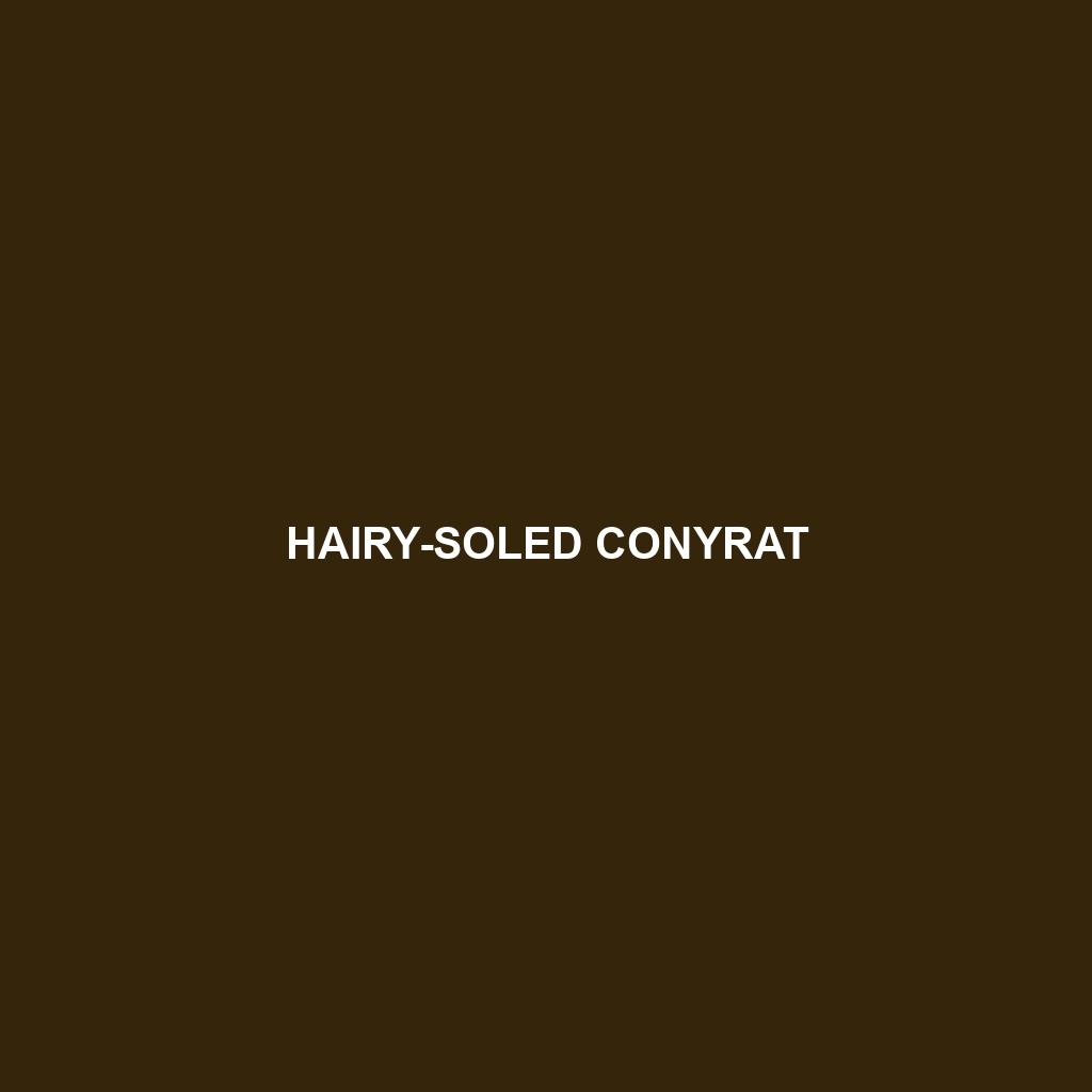 Hairy-soled Conyrat