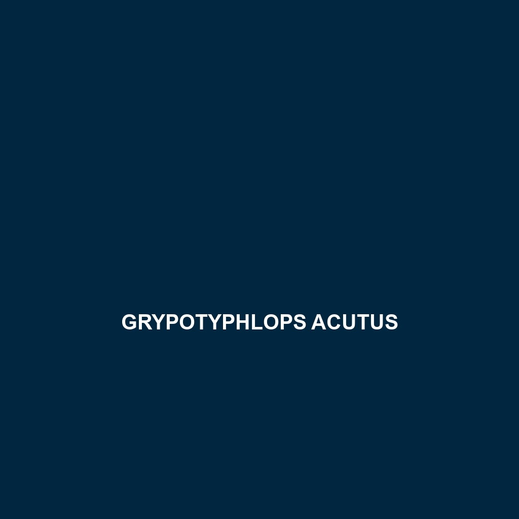 Grypotyphlops acutus