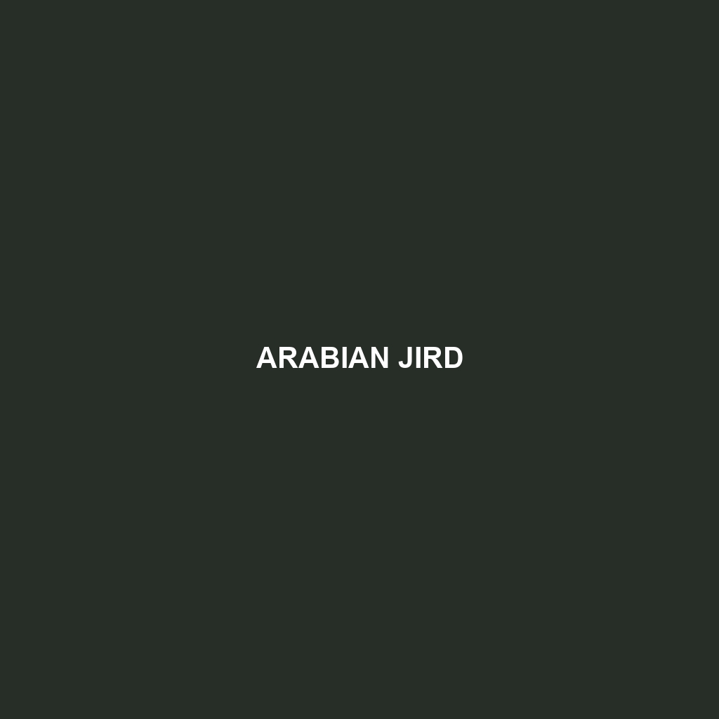 Arabian Jird