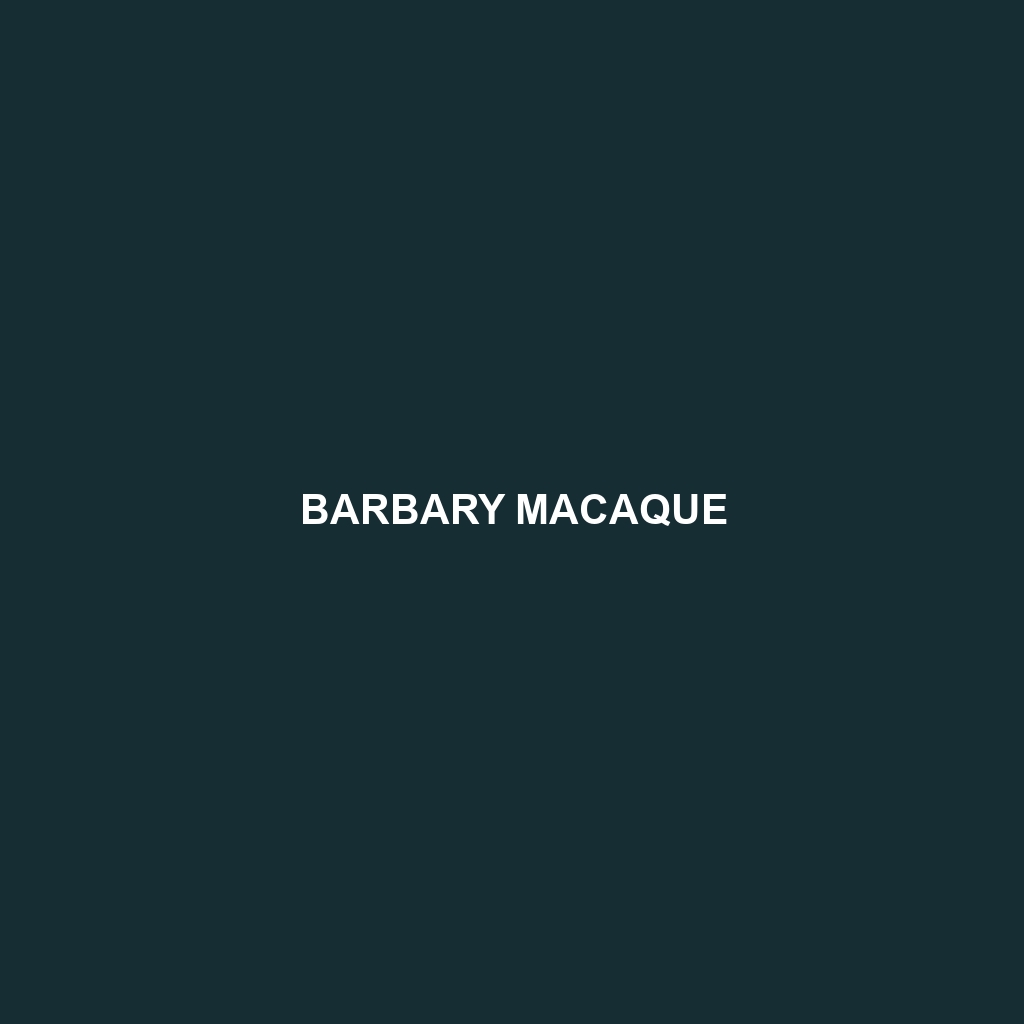 Barbary Macaque