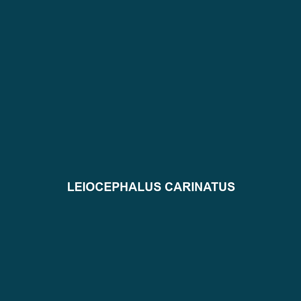 Leiocephalus carinatus