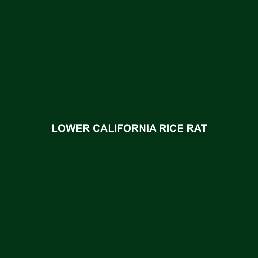 Lower California Rice Rat