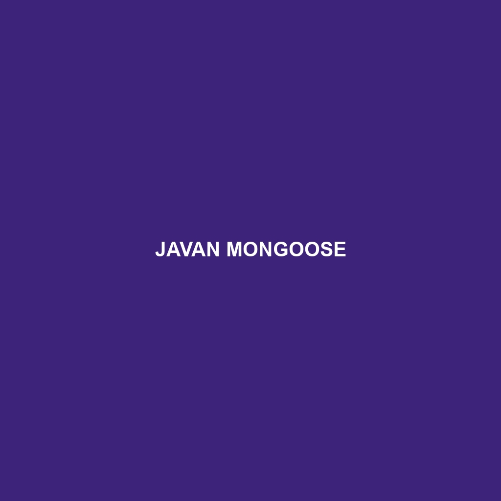 Javan Mongoose