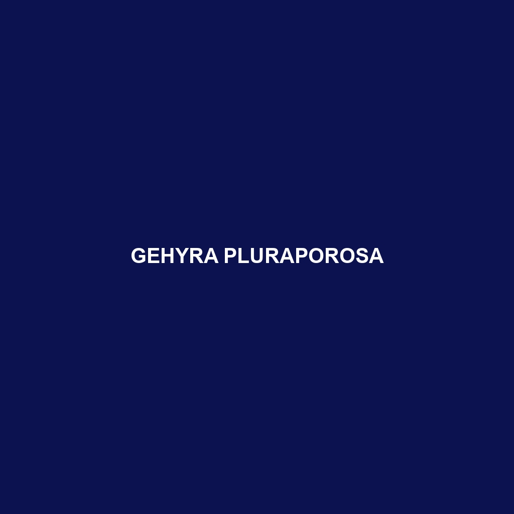 Gehyra pluraporosa