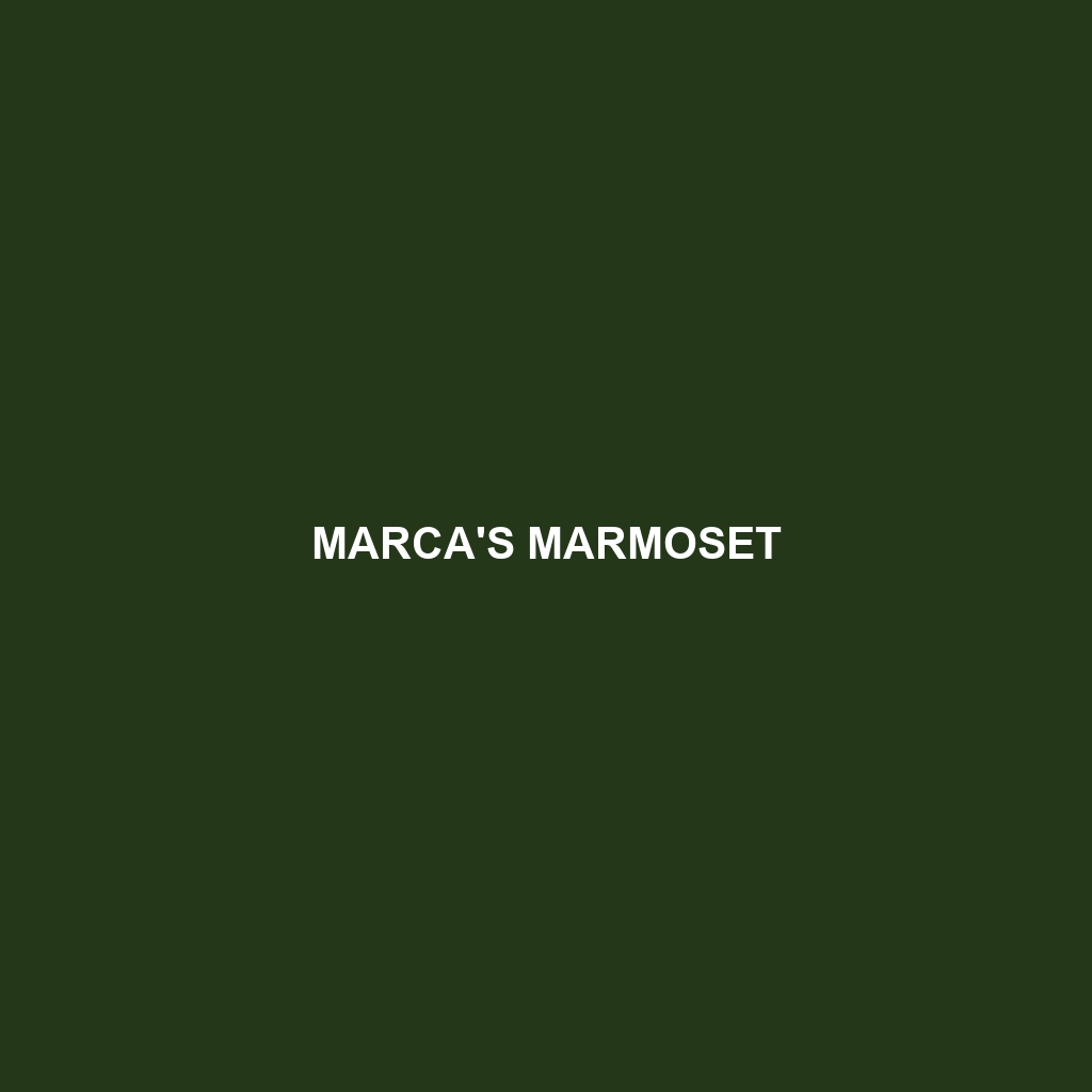 Marca's Marmoset