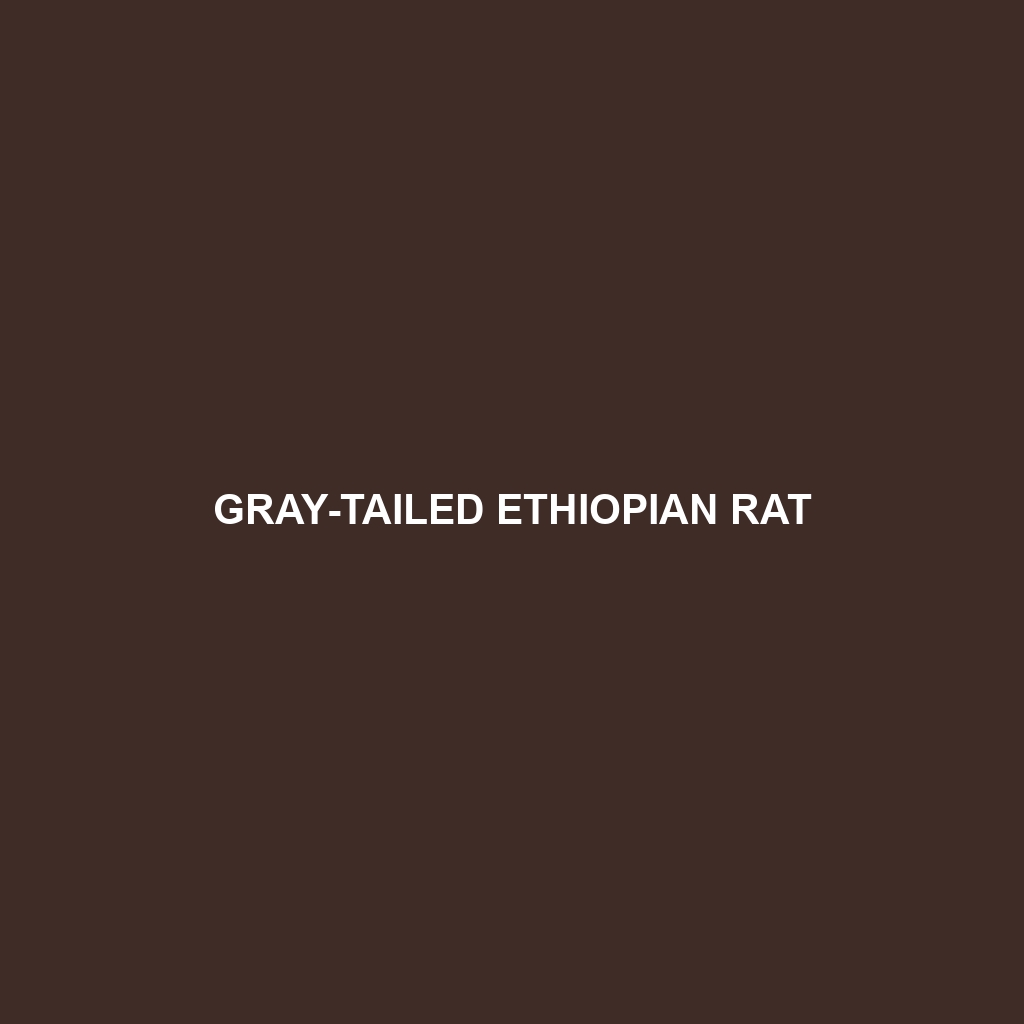 Gray-tailed Ethiopian Rat