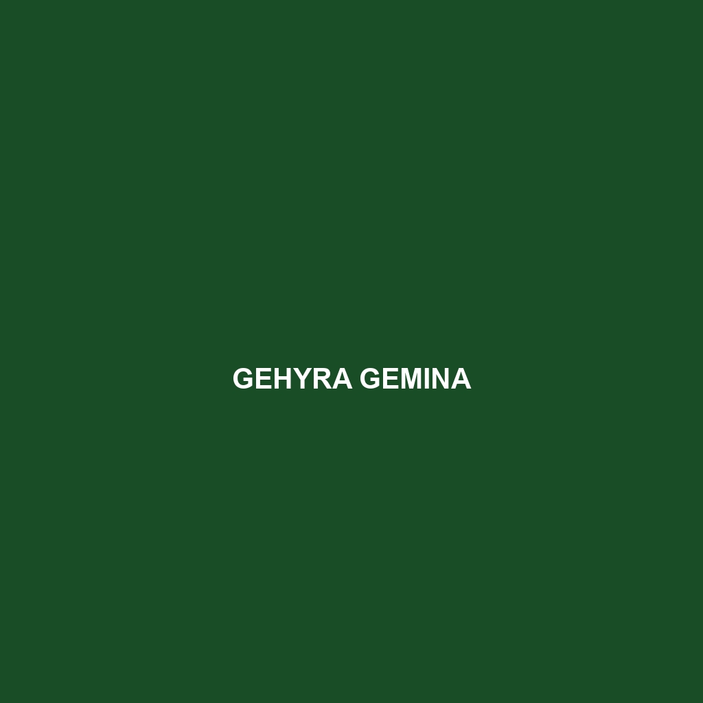 Gehyra gemina