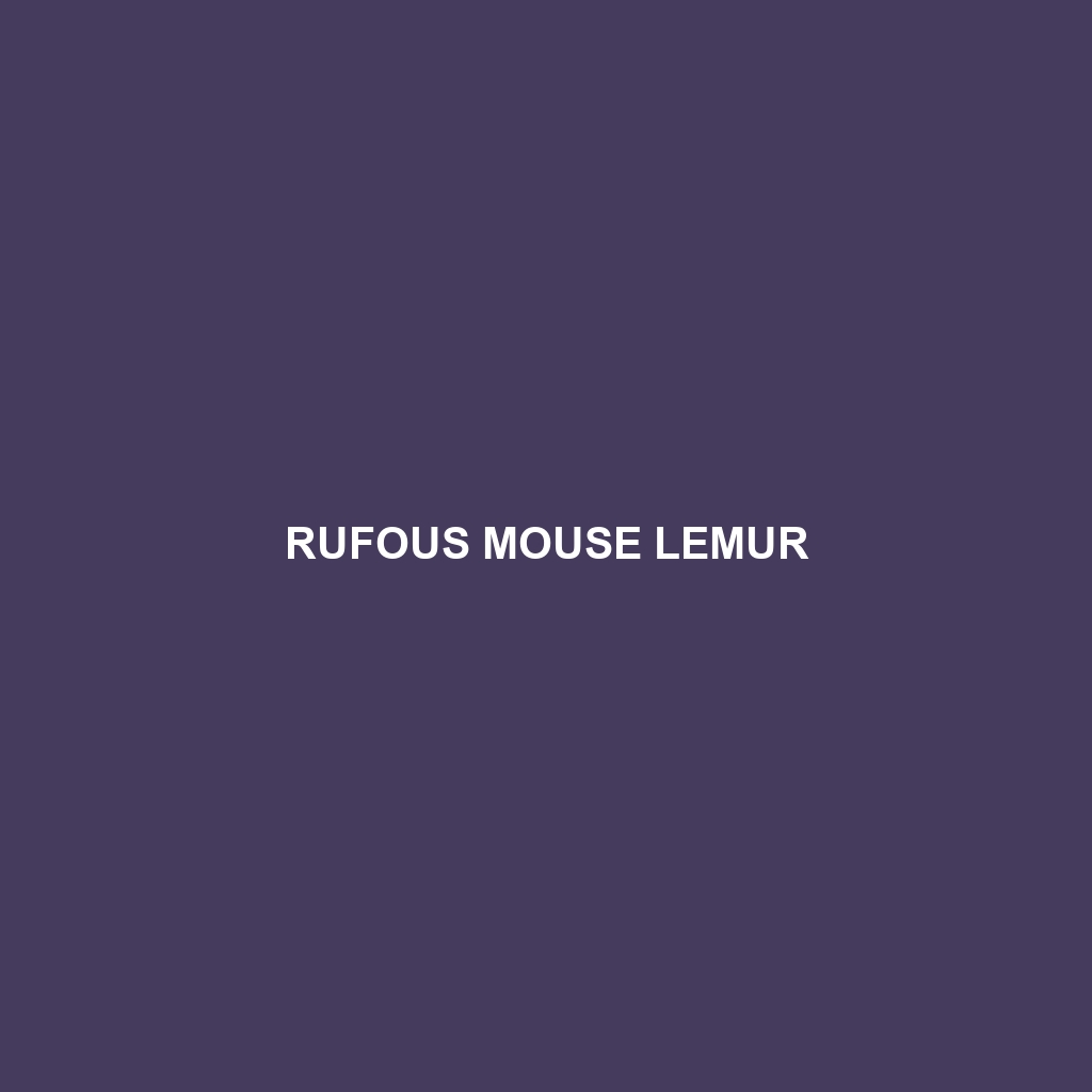 Rufous Mouse Lemur