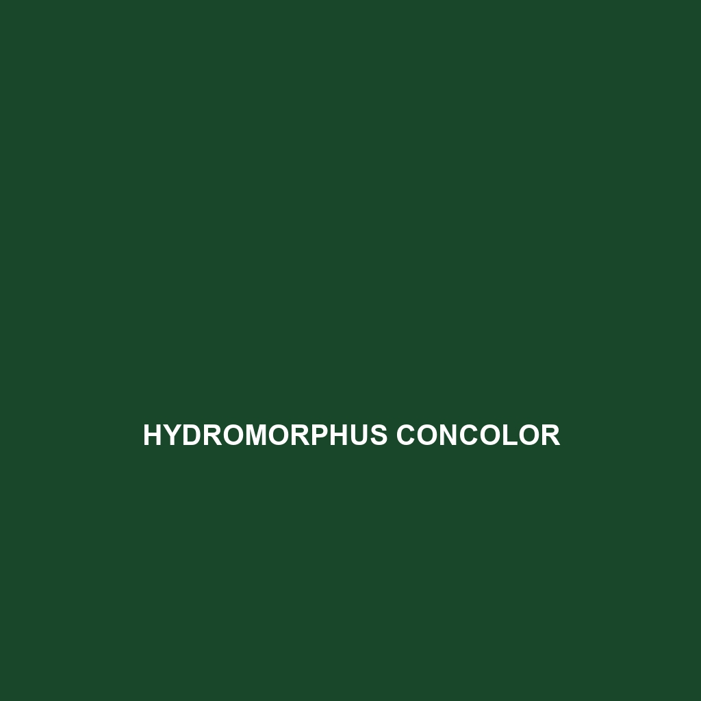 Hydromorphus concolor