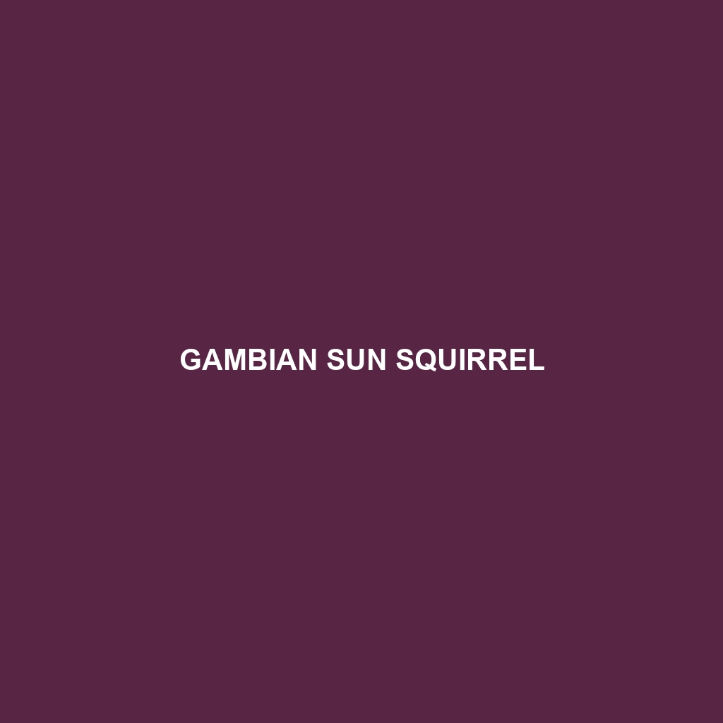 Gambian Sun Squirrel