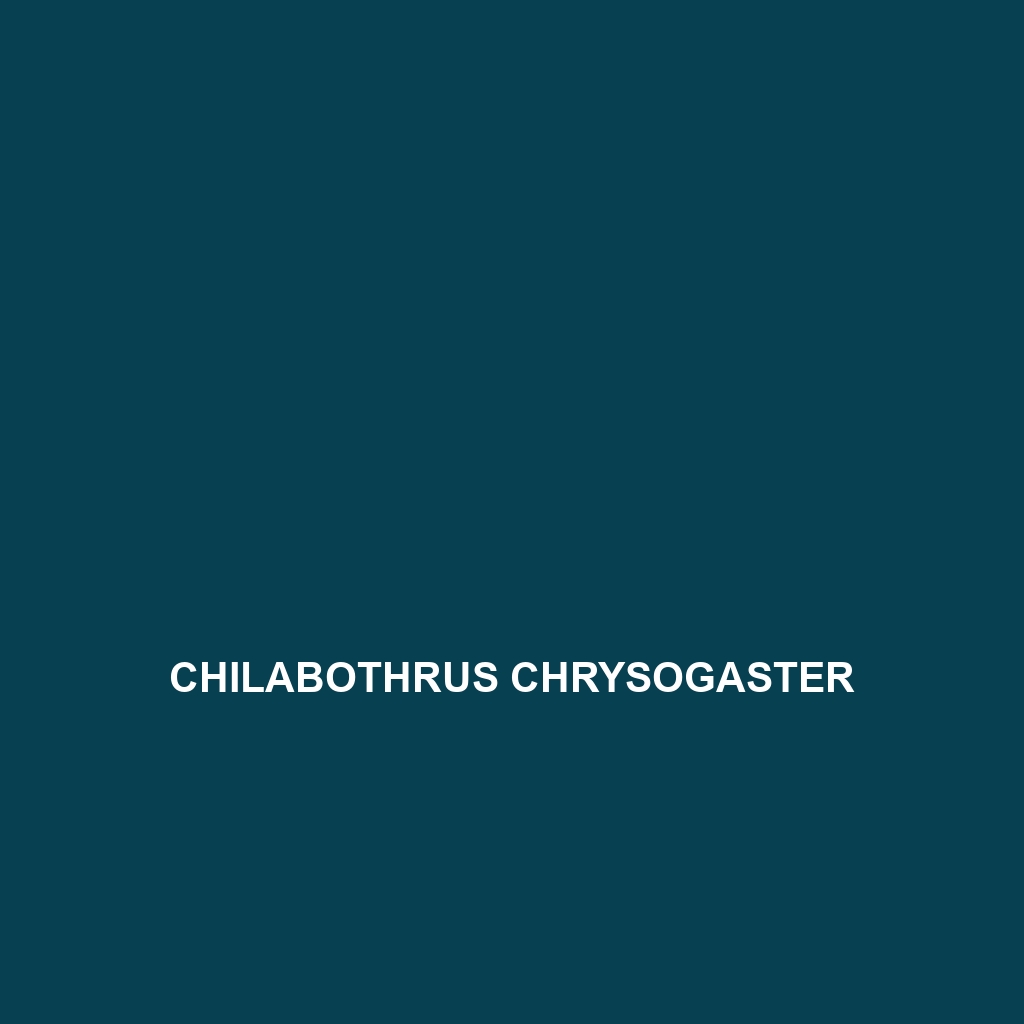 Chilabothrus chrysogaster