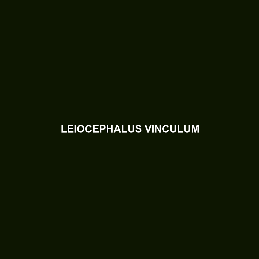 Leiocephalus vinculum