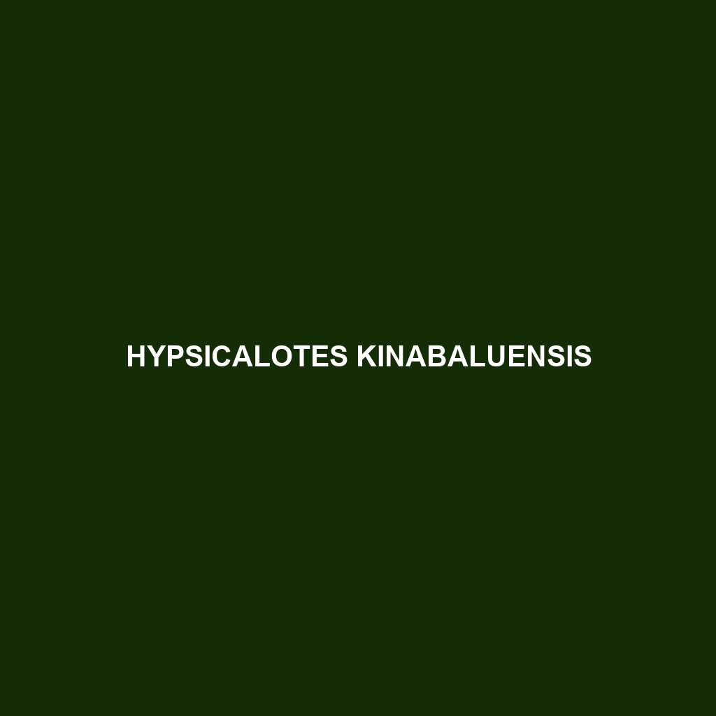 Hypsicalotes kinabaluensis