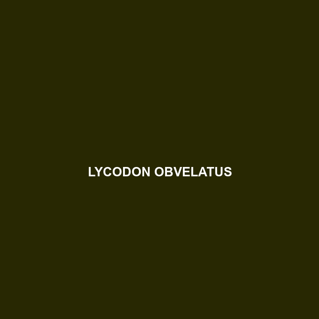 Lycodon obvelatus