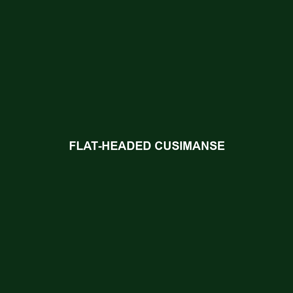 Flat-headed Cusimanse