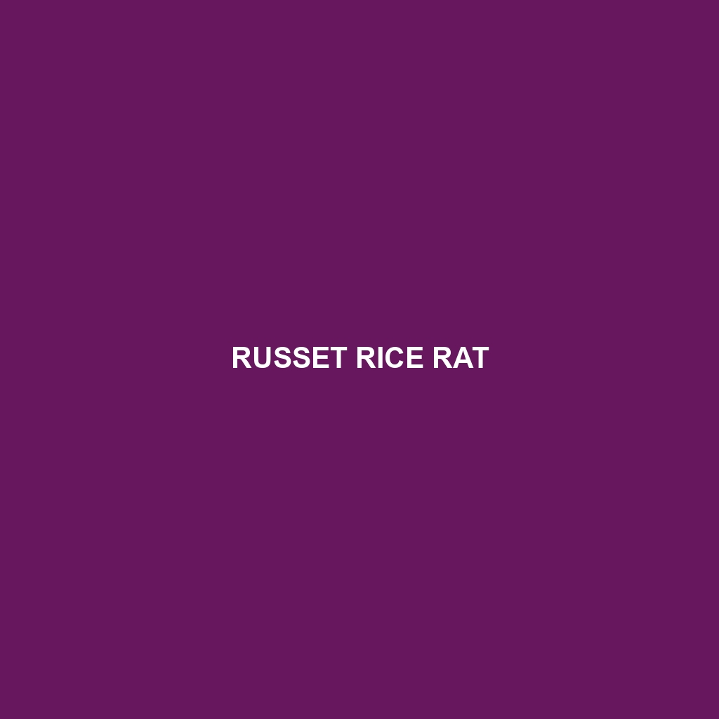 Russet Rice Rat