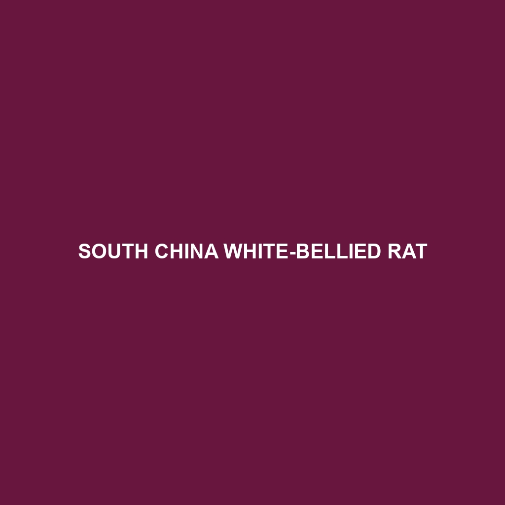 South China White-bellied Rat