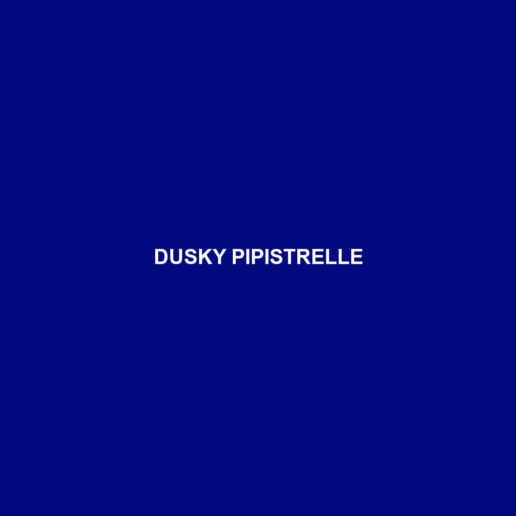 Dusky Pipistrelle