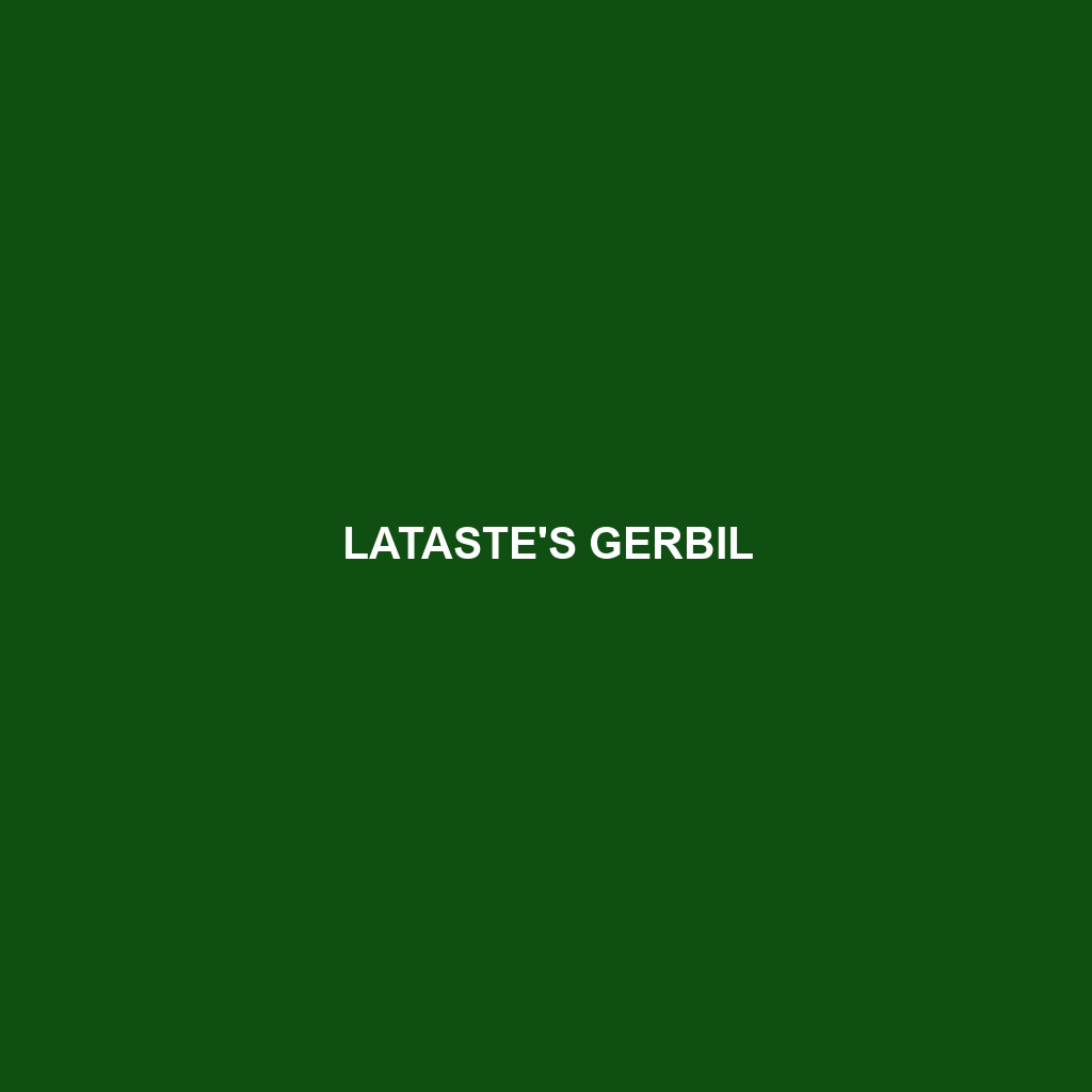 Lataste's Gerbil