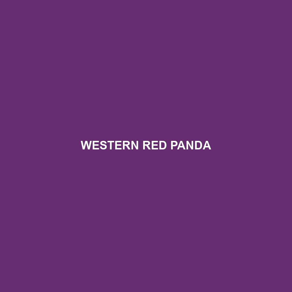 Western Red Panda