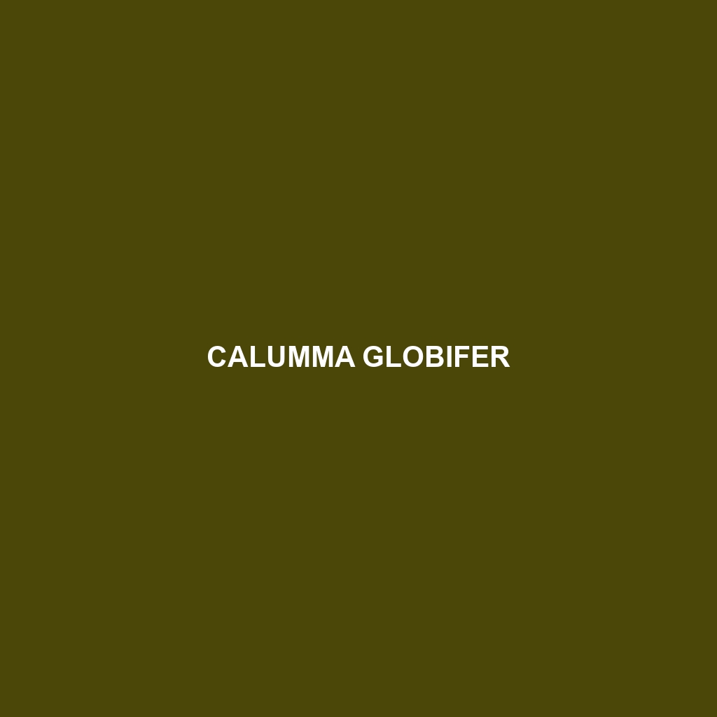 Calumma globifer