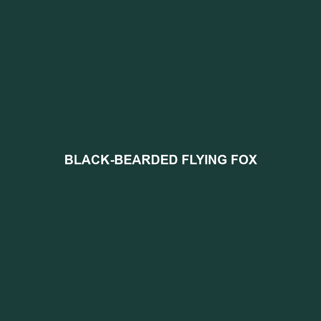 Black-bearded Flying Fox