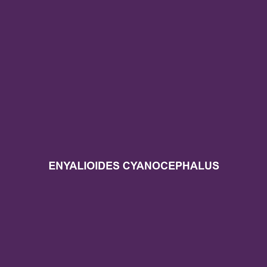 Enyalioides cyanocephalus