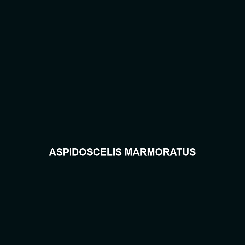 Aspidoscelis marmoratus