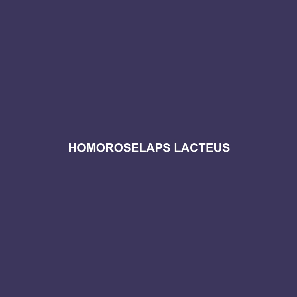 Homoroselaps lacteus