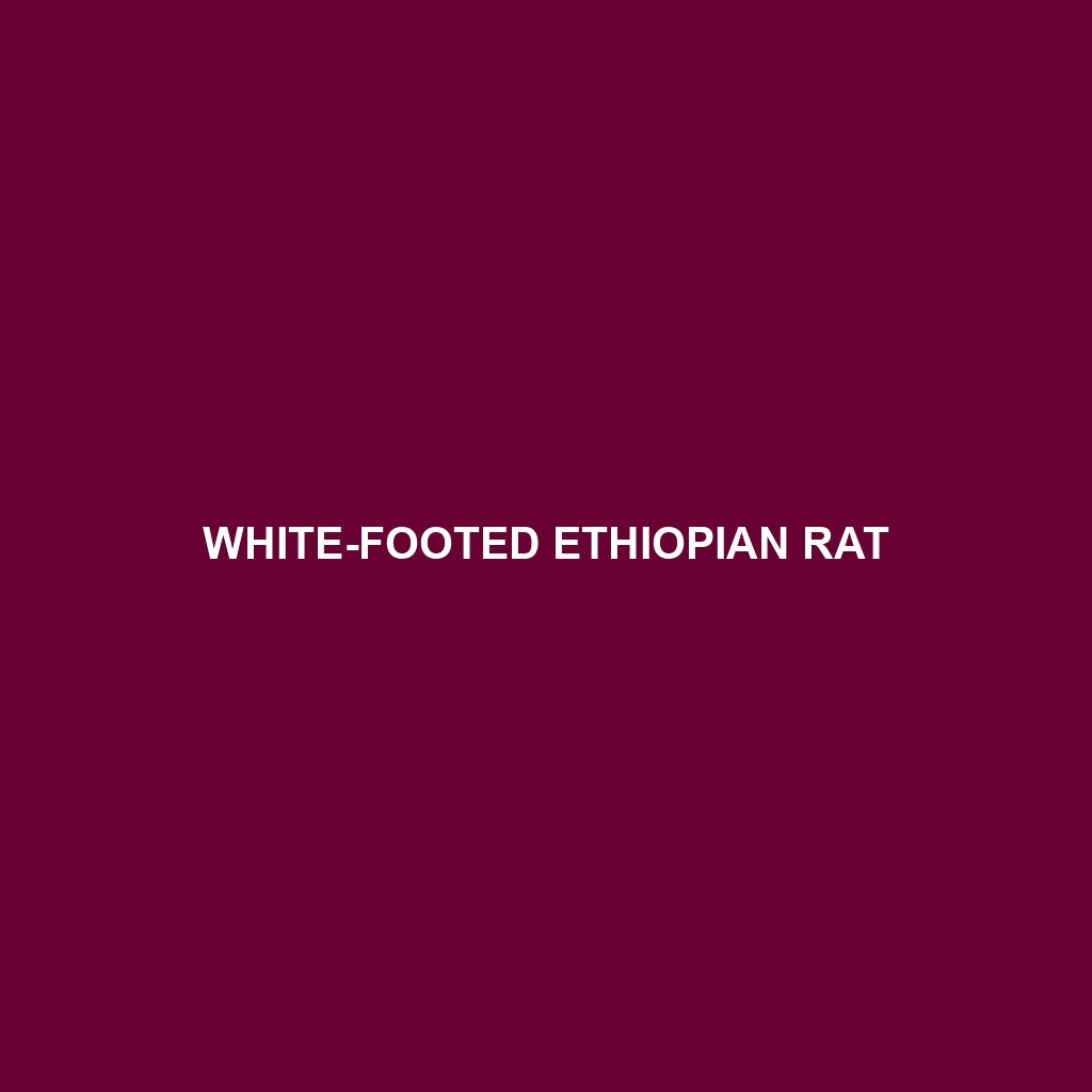 White-footed Ethiopian Rat