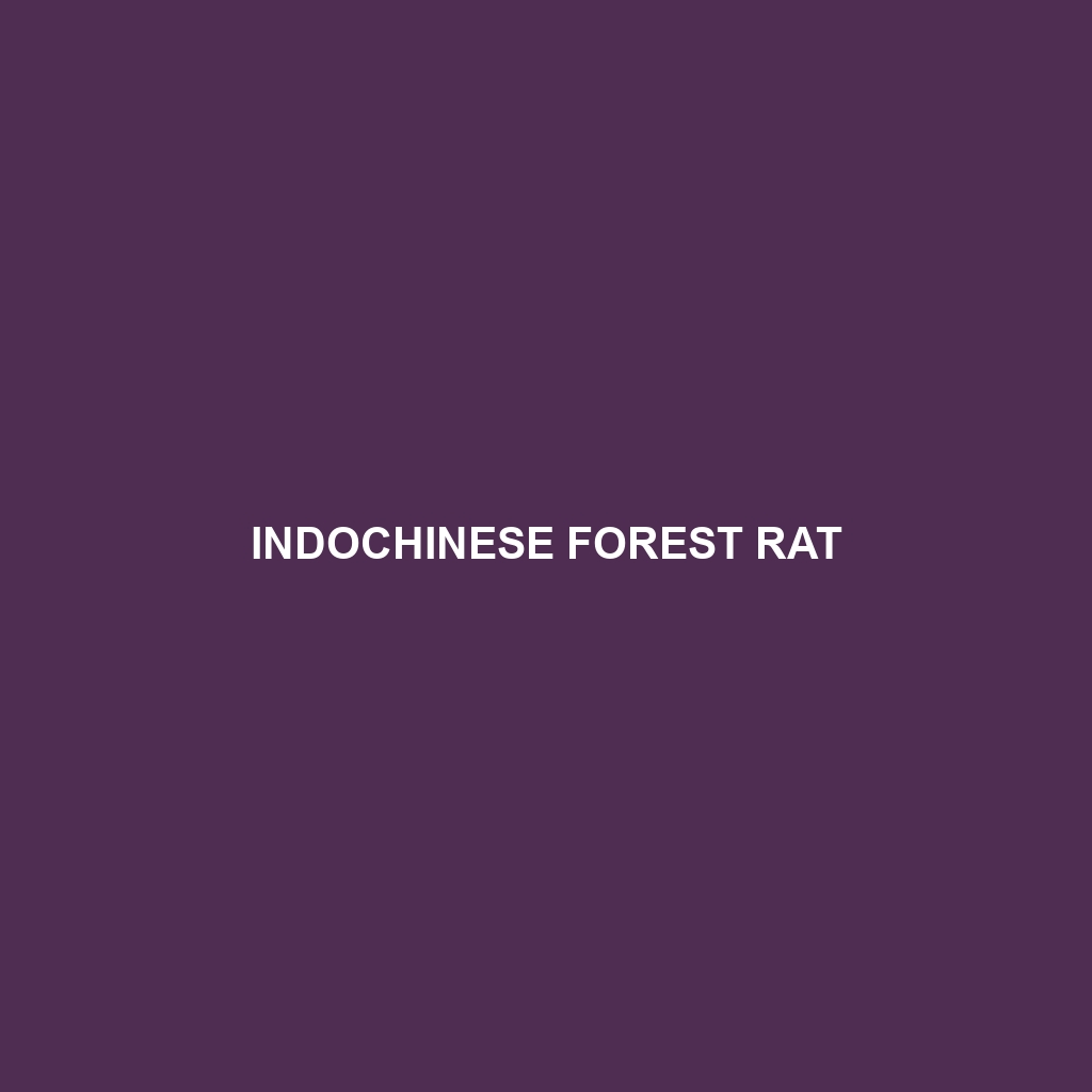 Indochinese Forest Rat