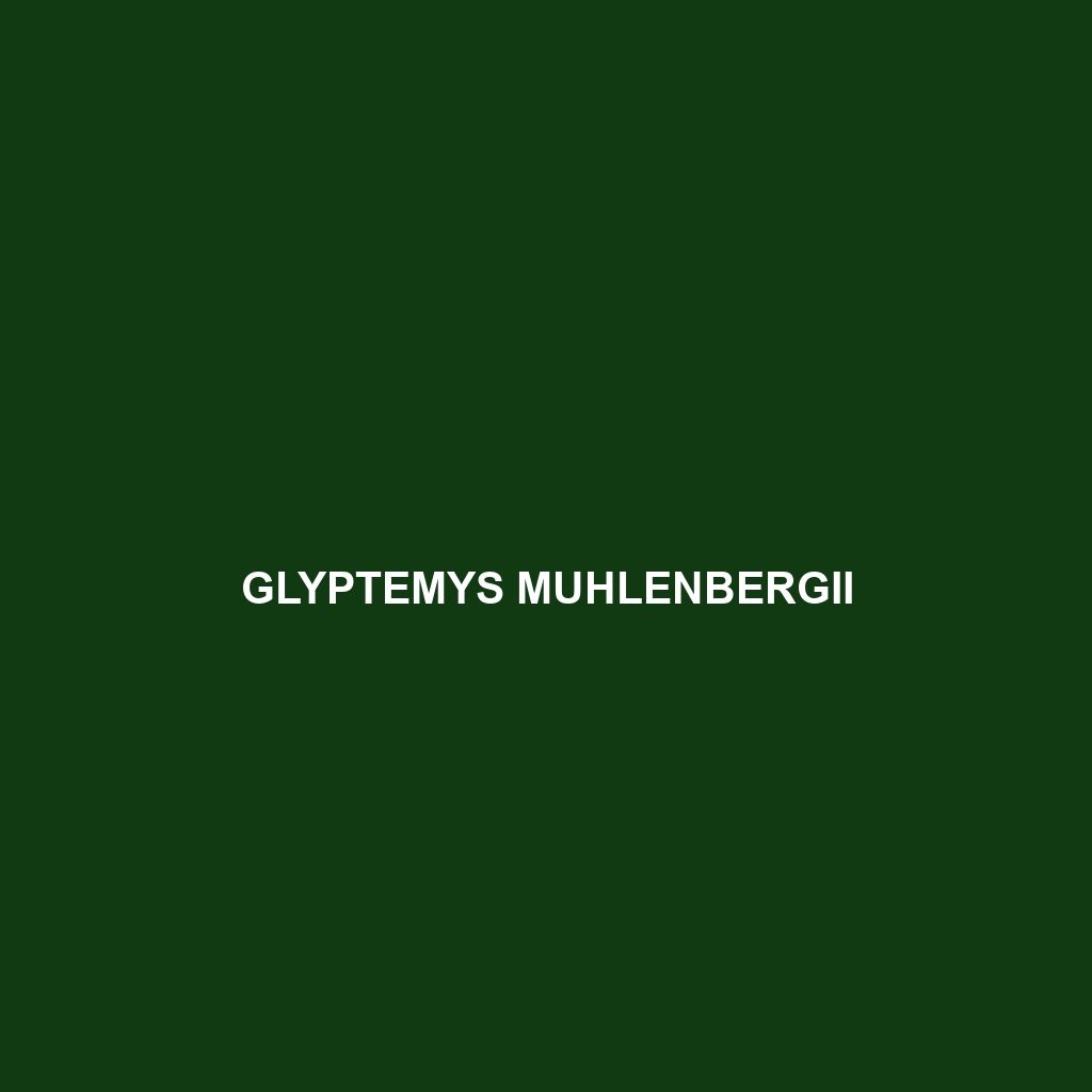 Glyptemys muhlenbergii