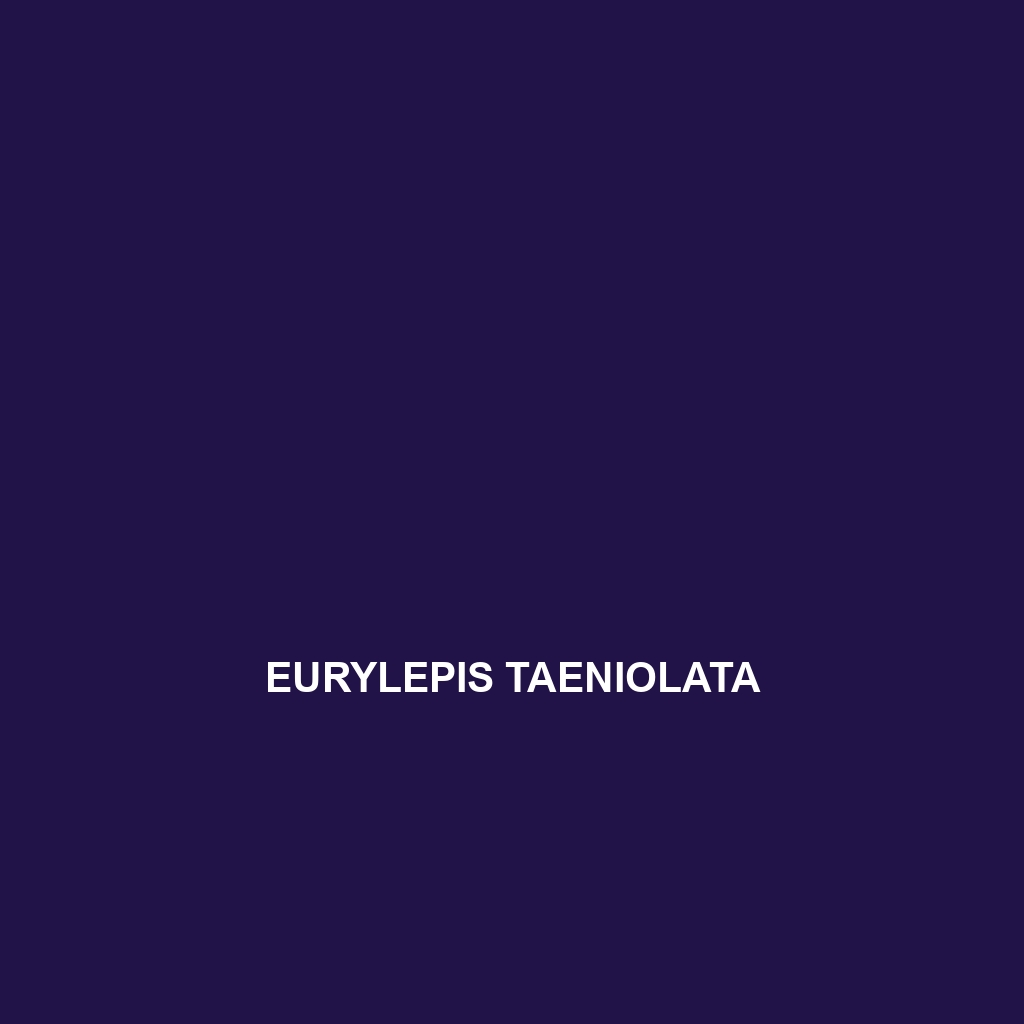 Eurylepis taeniolata