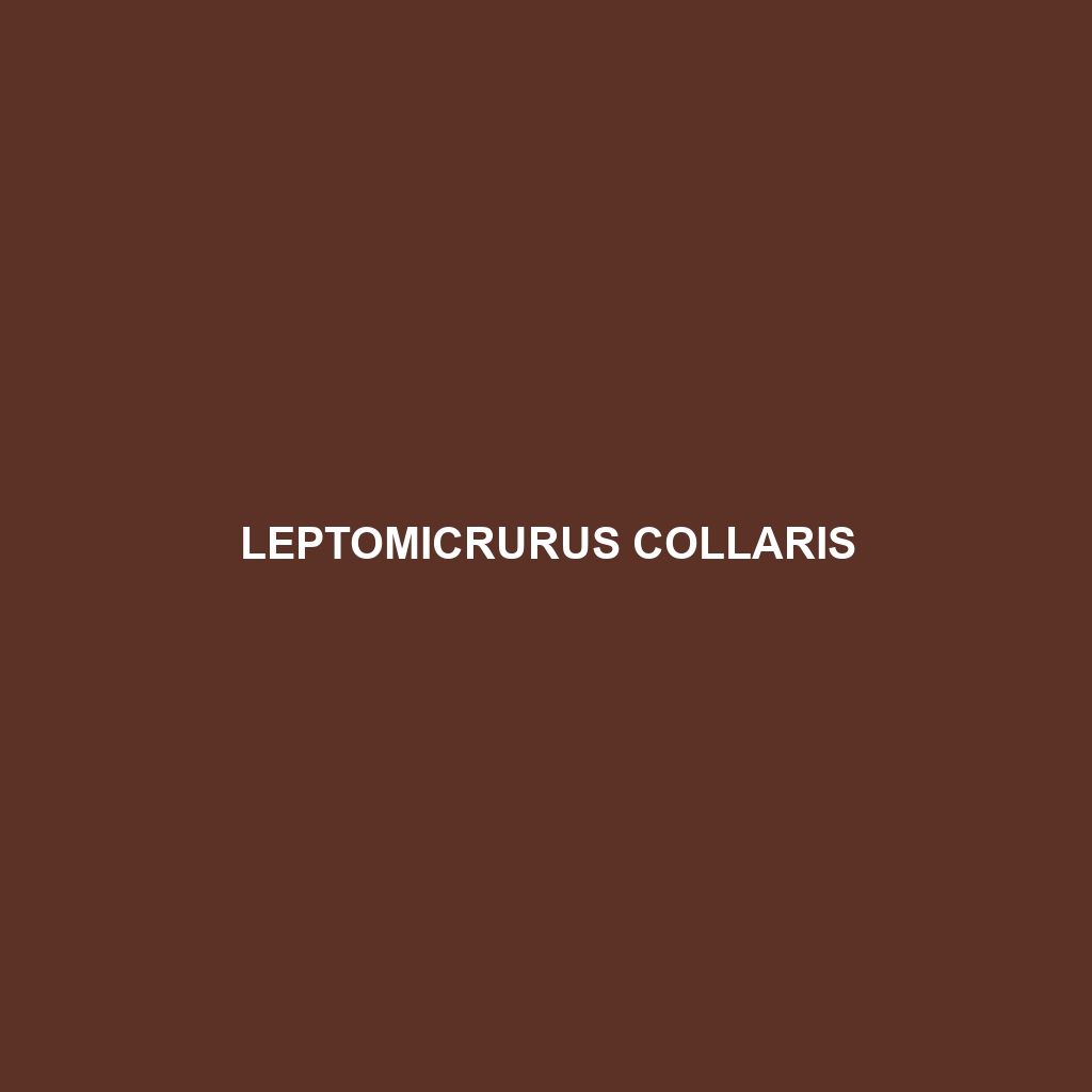 Leptomicrurus collaris