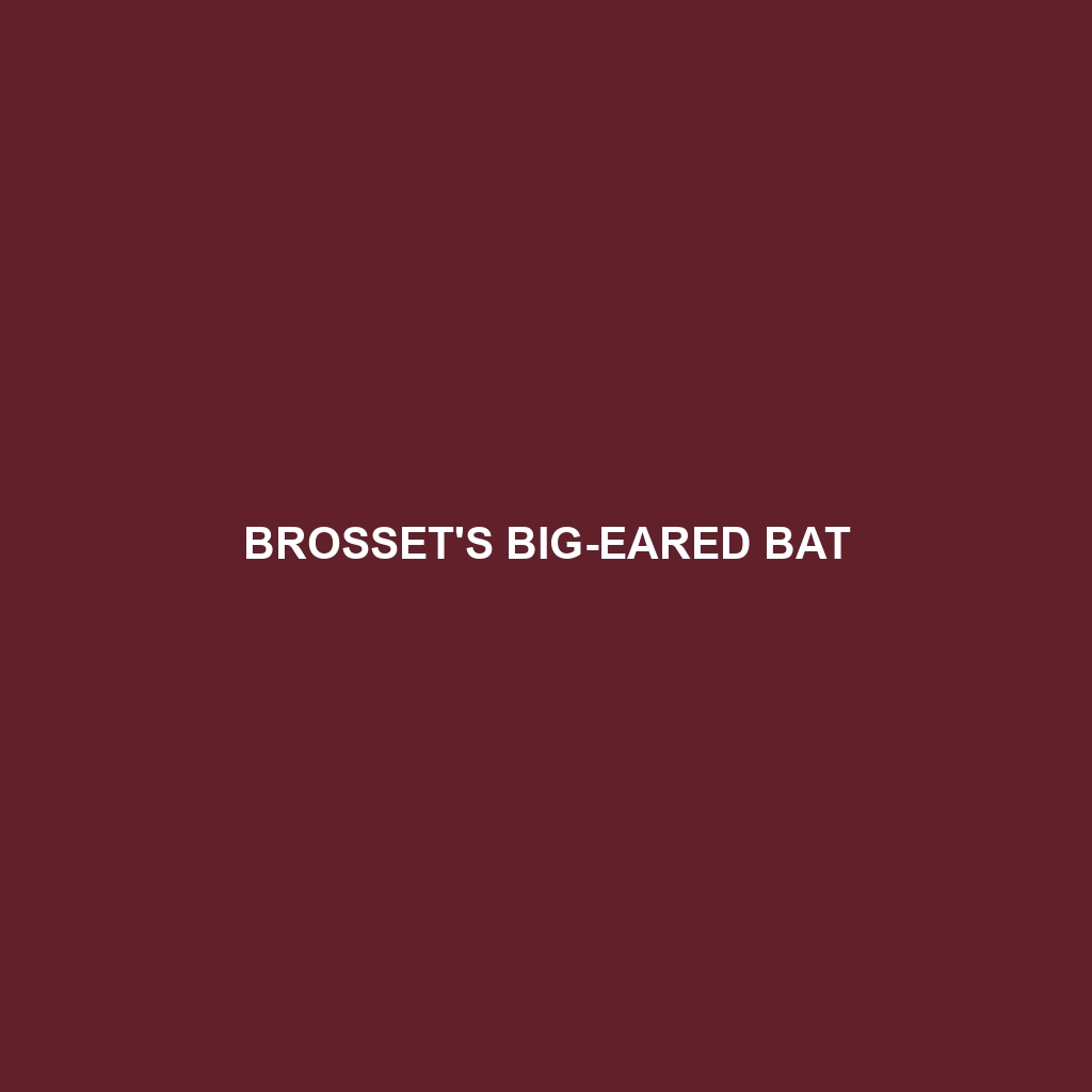 Brosset's Big-eared Bat