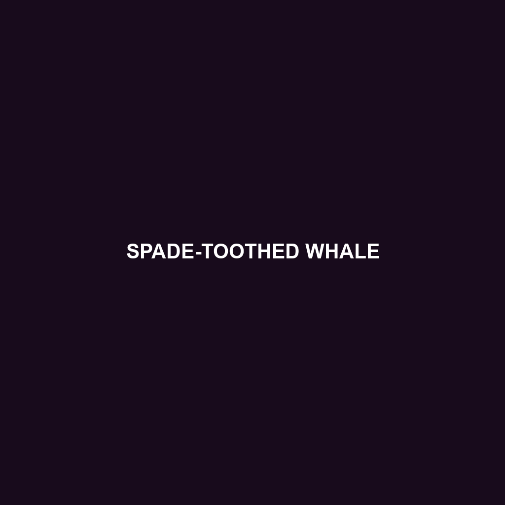 Spade-toothed Whale