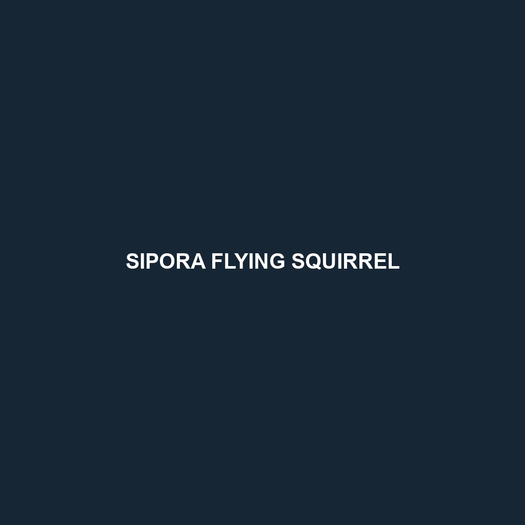 Sipora Flying Squirrel