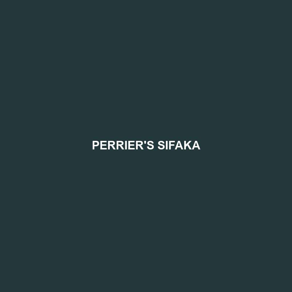 Perrier's Sifaka