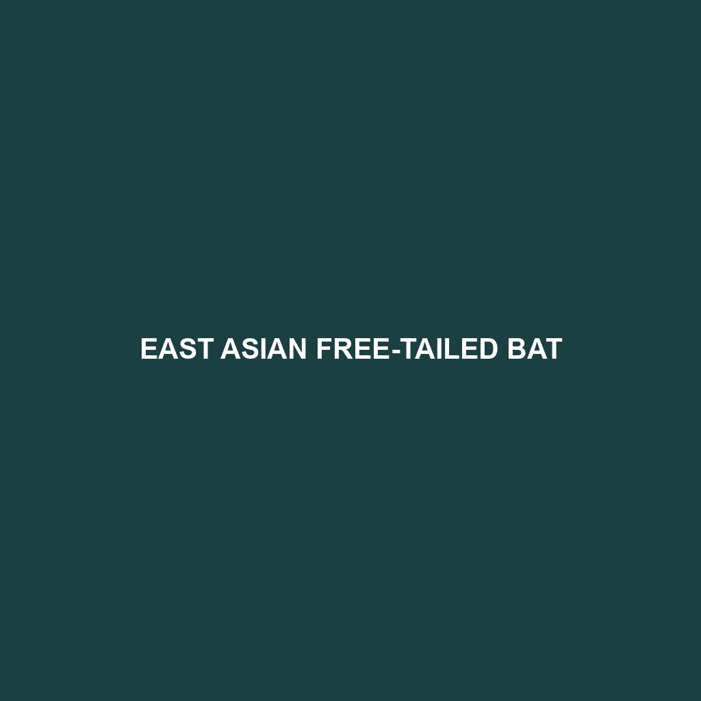 East Asian Free-tailed Bat