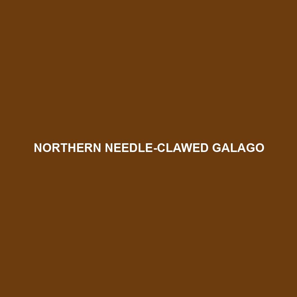 Northern Needle-clawed Galago