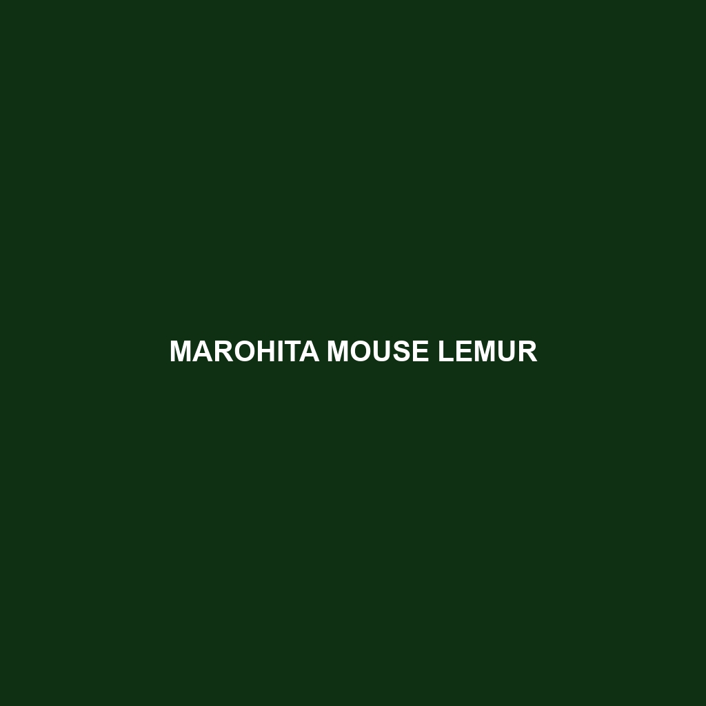 Marohita Mouse Lemur