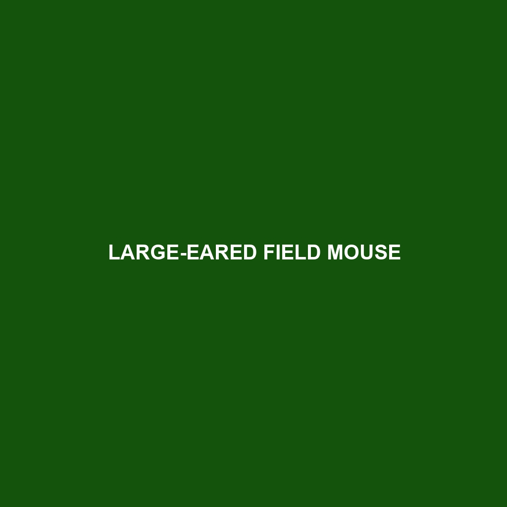 Large-eared Field Mouse