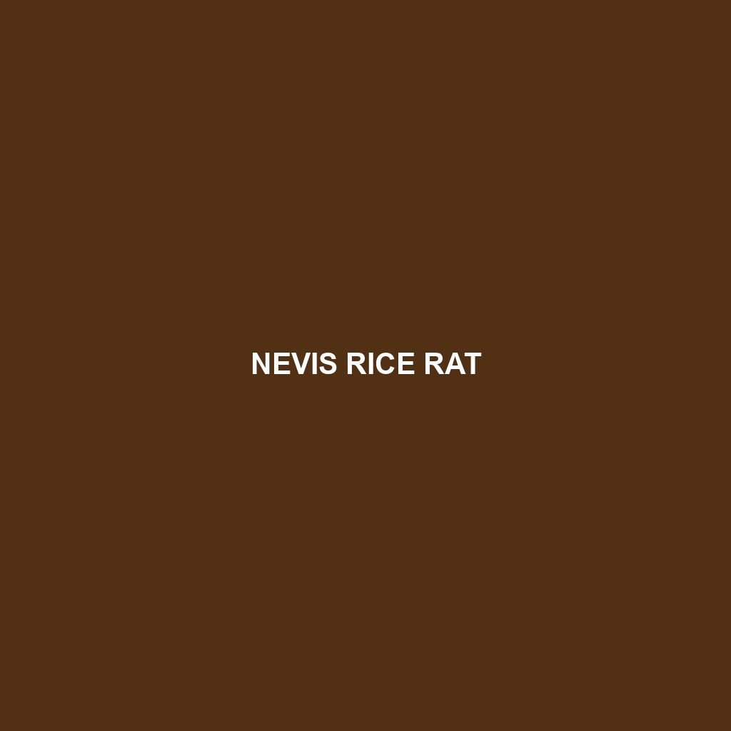 Nevis Rice Rat