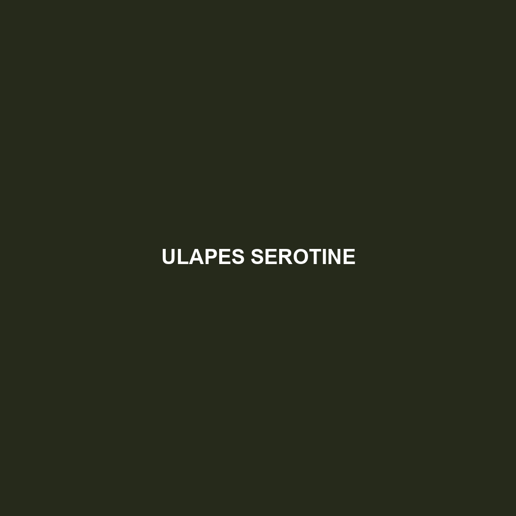 Ulapes Serotine