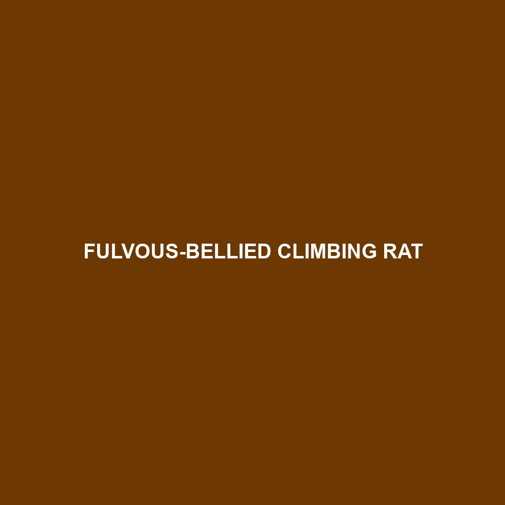 Fulvous-bellied Climbing Rat